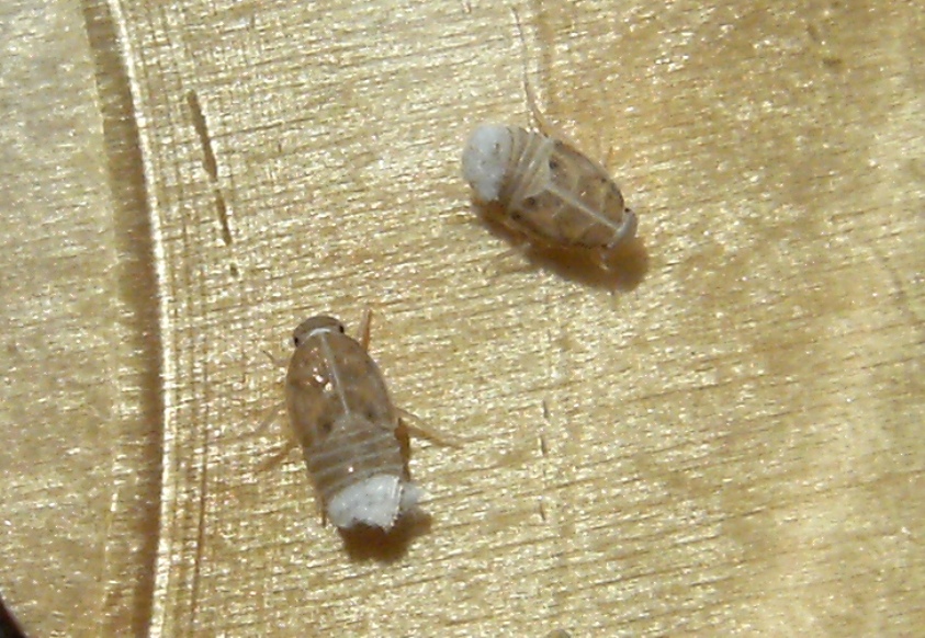 Ospiti delle formiche Myrmica: Cixiidae Reptalus sp.